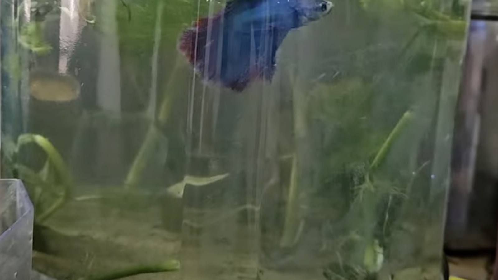 Beta-fish