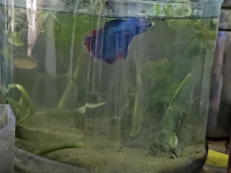 Beta-fish